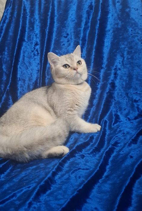 Котята Шотландский скоттиш страйт