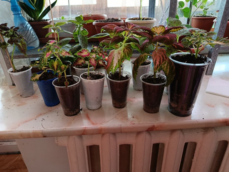 Комнатное растение. Колеус