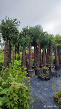 Студоустойчиви палми Трахикарпус (Trachycarpus fortunei