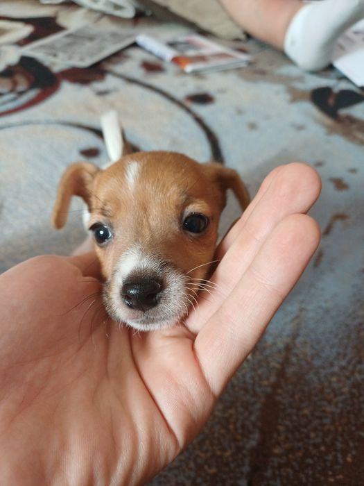 Джек Рассел Терьер