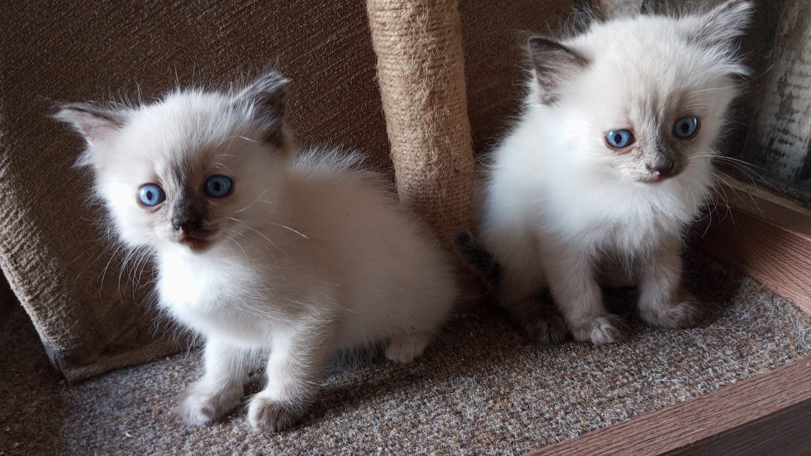 Отдам воспитанных котят