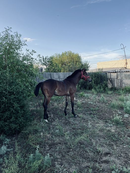 Продается чистокровный жеребчик
