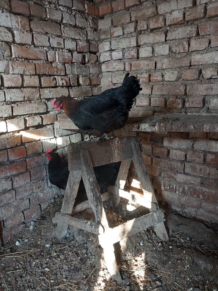 Oua pentru incubat marans