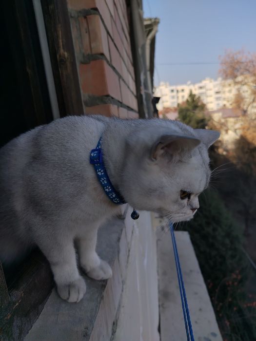 Sotiladi Shin shila silver zotti tozza