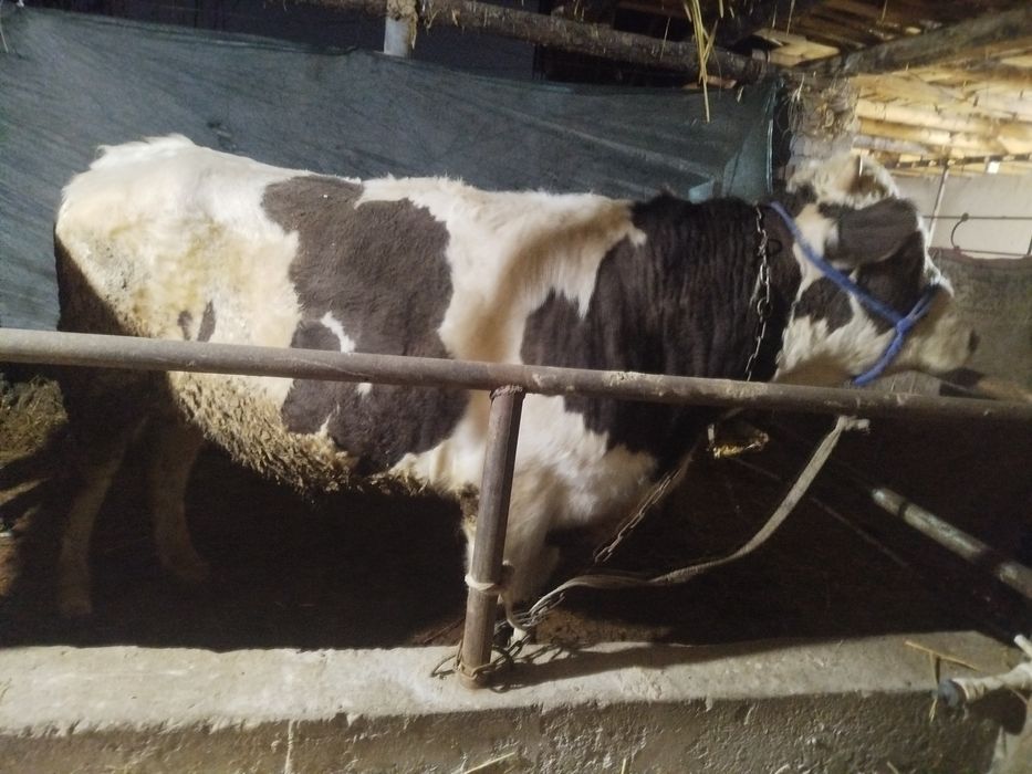 Boqma novoslar sotiladi tish buzmagan xali