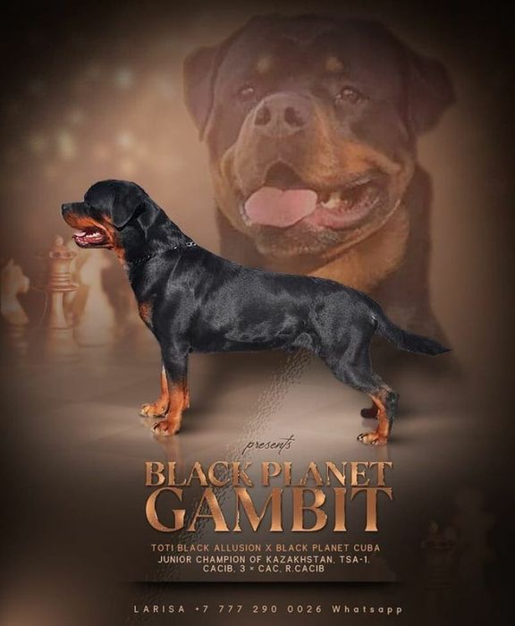 Доступен для вязок кобель ротвейлера