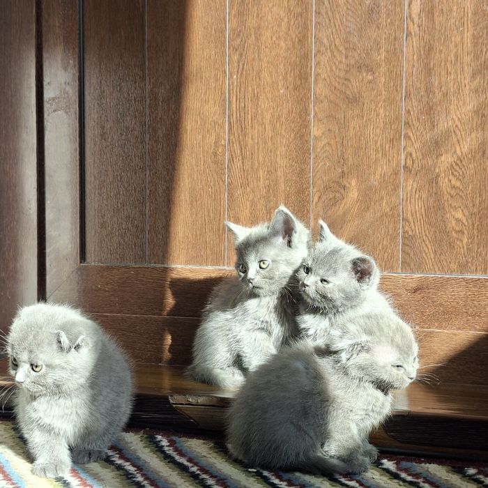 Шотландская кошка с 8 котятами