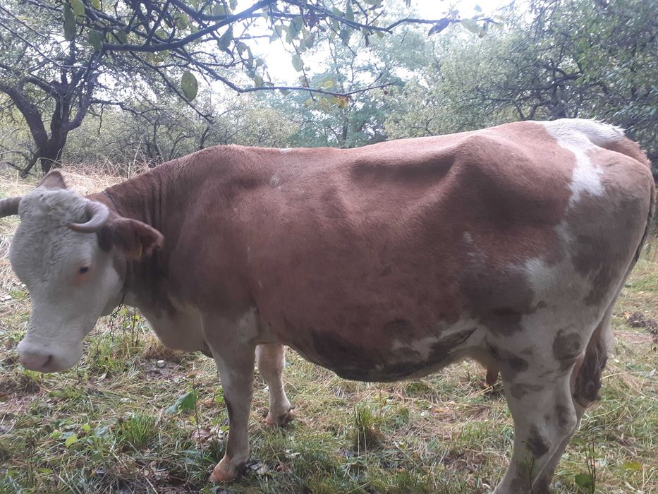 Vând vacă rasa baltata romaneasca