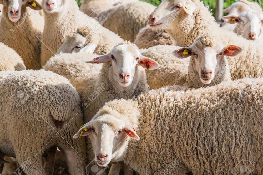 Vând oi 5.000 capete