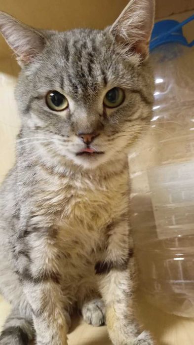 Коты и кошки в ответственные руки