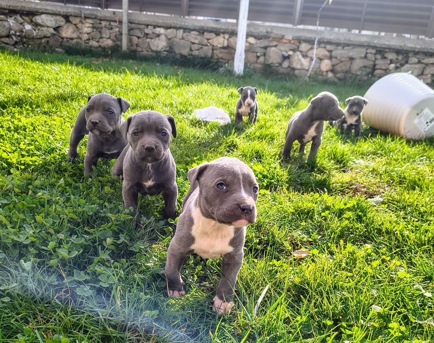 Американски питбул териер