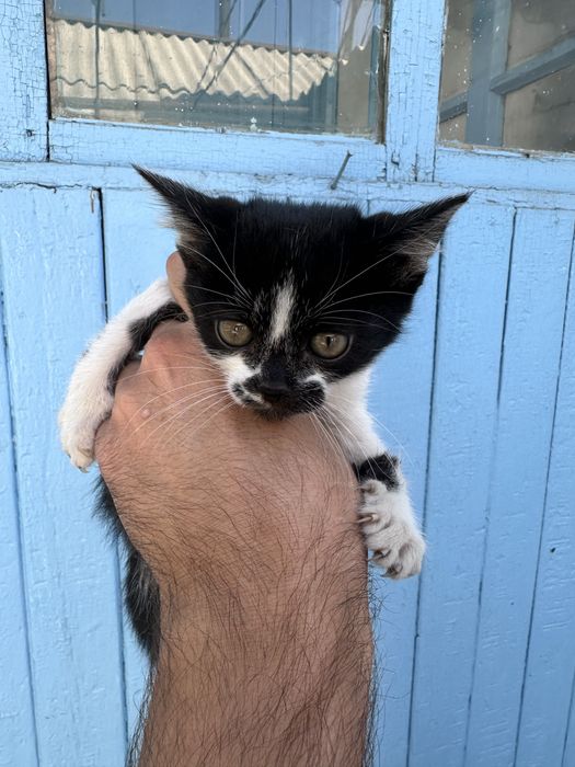 Котята отдам в хорошие  руки