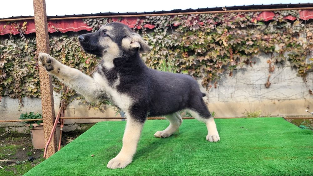 Ciobanesc  Est-european  femela.