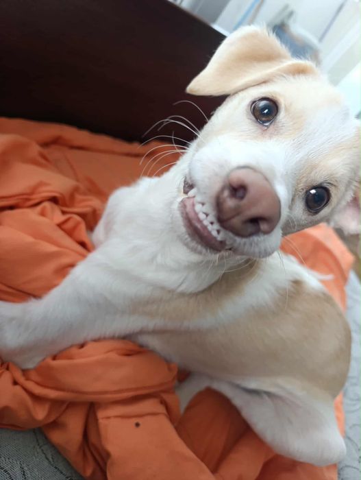 Подарява се кученце