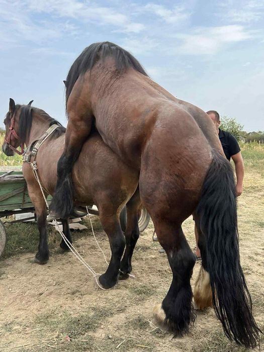 Vand manza de 4 luni !