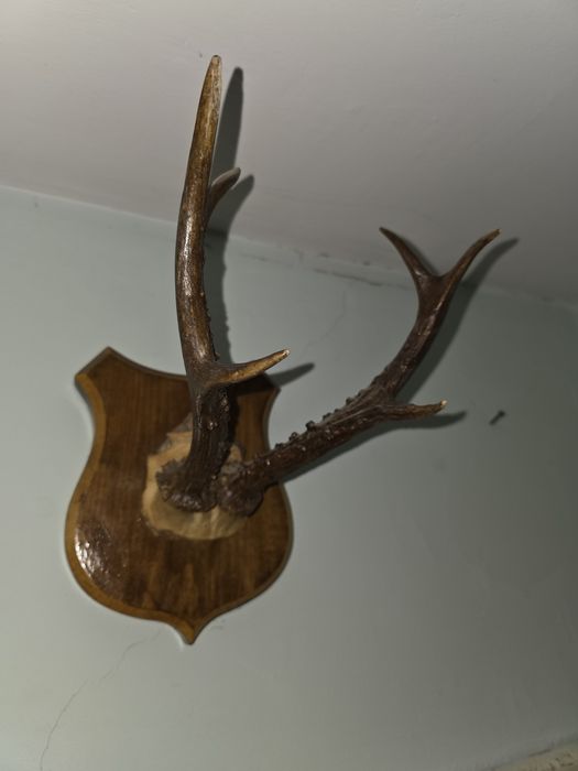 Coarne cerb / caprior