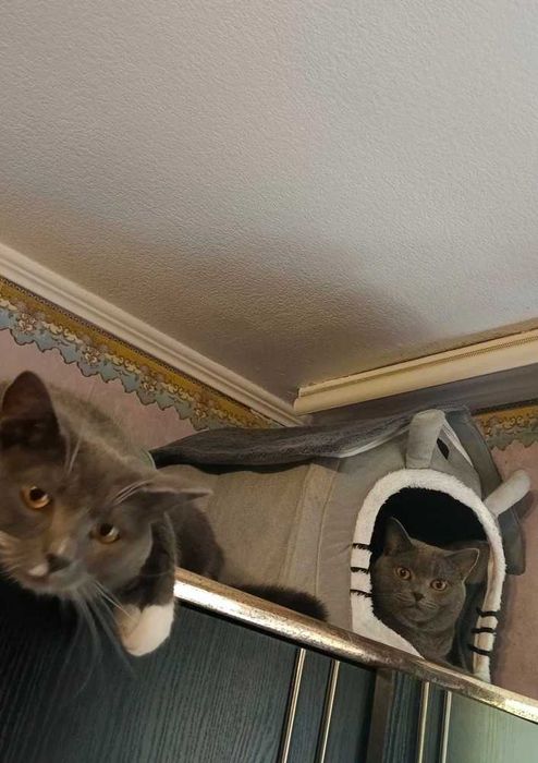 Меко и топло легло къщичка за куче, котка, домашни любимци, котки 4330