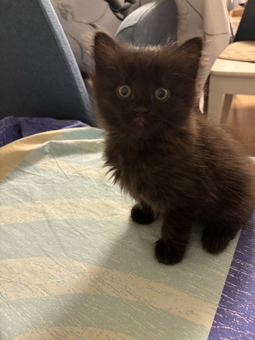 котята пародистые