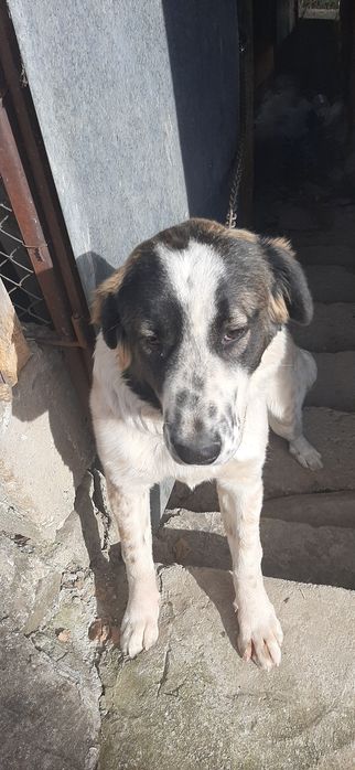 Куче алабай женско