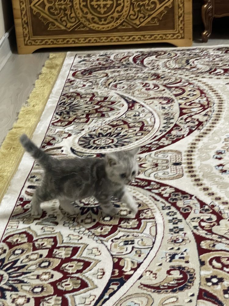 Котенок 1.5 месяца