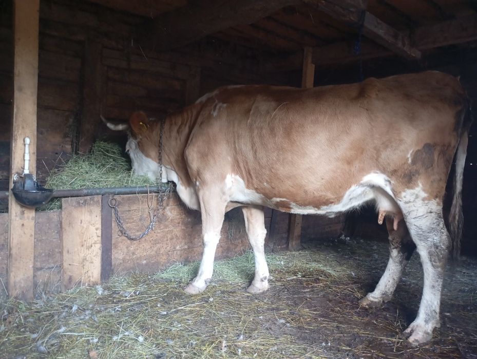 Vând vaca de 5 ani