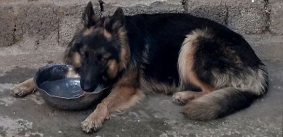 Немецкая овчарка