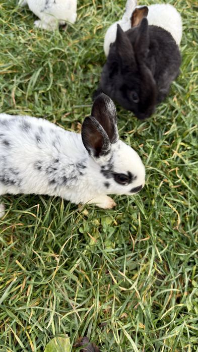 Vand pui de iepure rasa pura rex