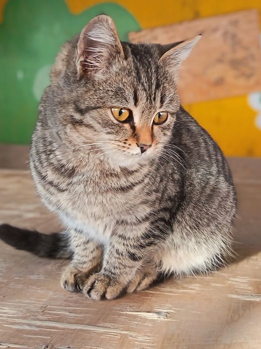 Отдам      Котят