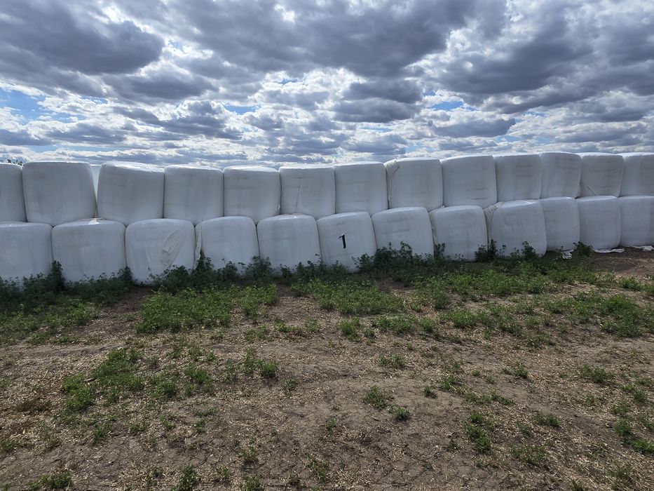 Baloti de porumb infoliati