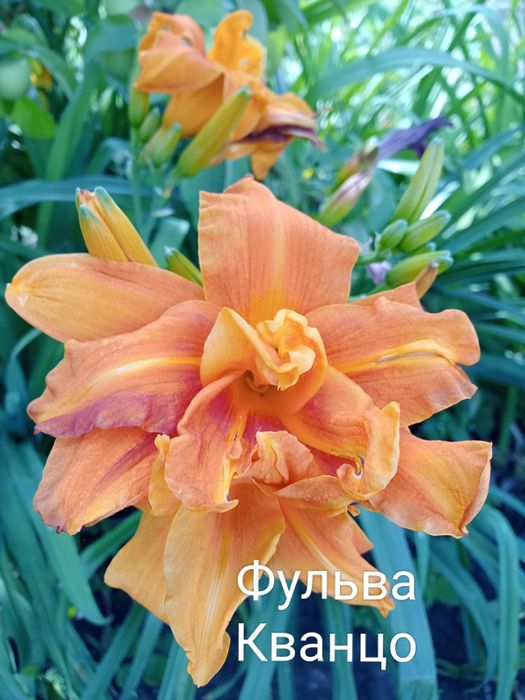 Сортовые лилейники