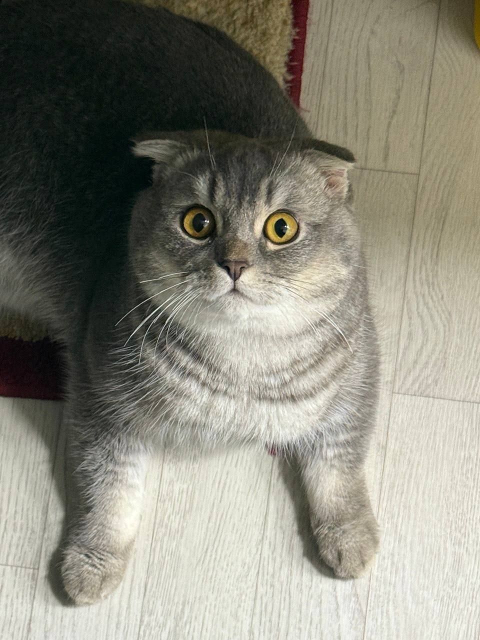 Mushi sotiladi zotli mushi