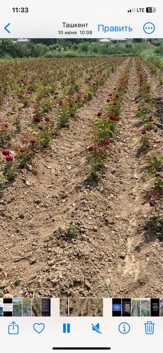 Atir gullar sotiladi ko’chati bilan optim hamasi