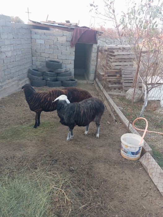 Тоқты , тоқтылар сатылады