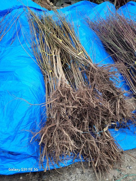 Pruni altoi cu fructe mari, Top Taste Top Hit Centenar Renglot