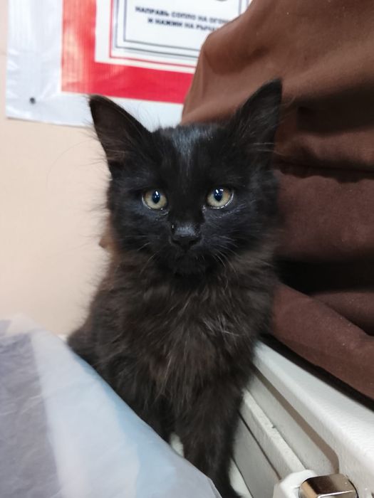 Котёнок Девочка бесплатно