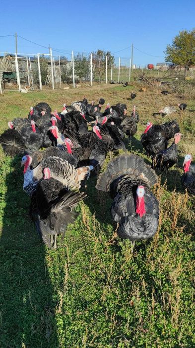 Curcani și curci, crescuți bio