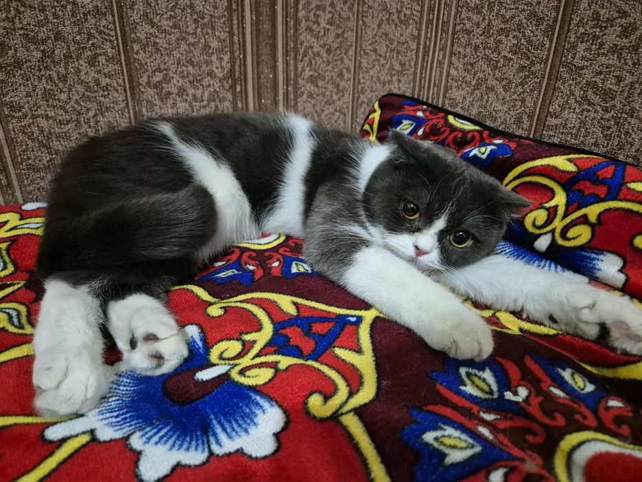 Sotiladi arzon narxda