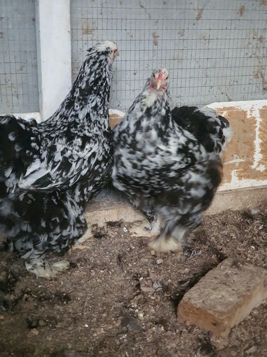 Шолк, Мрамор, Белый Золота ва шу расмдаги товукларни тухумлари бор