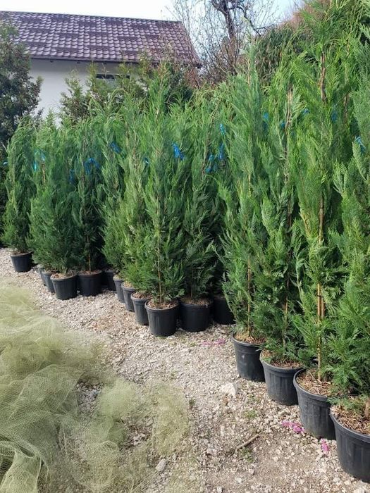 Vând plante tuia thuja smaragd Chiparos leylandi