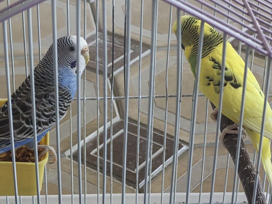 Папугай пар 2та.Клеткаси билан сотилади.