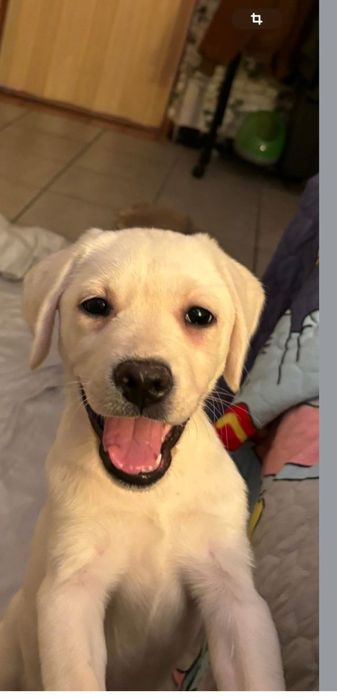 Labrador cu pedigree FCI