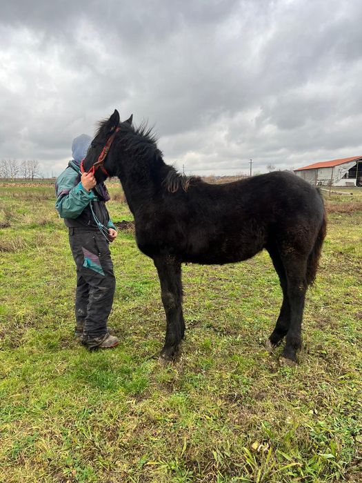 Mânz frizian de 6 luni