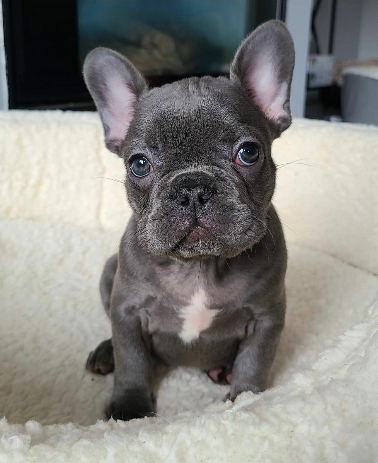 Femela bulldog francez