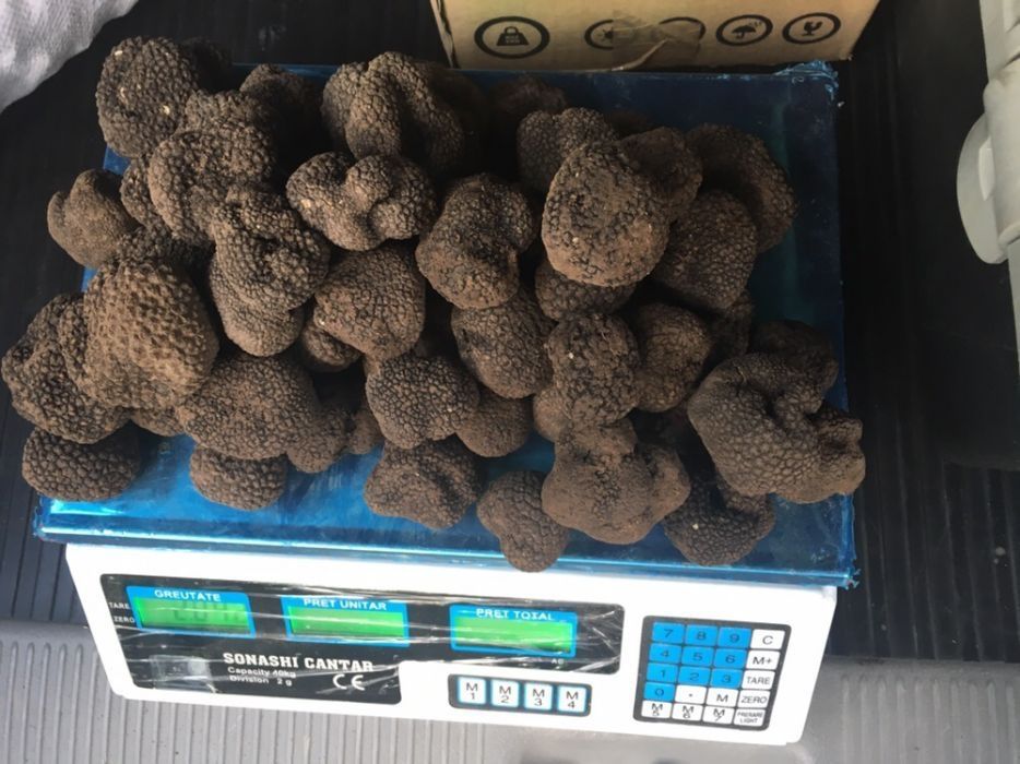 Trufe negre. proaspete,