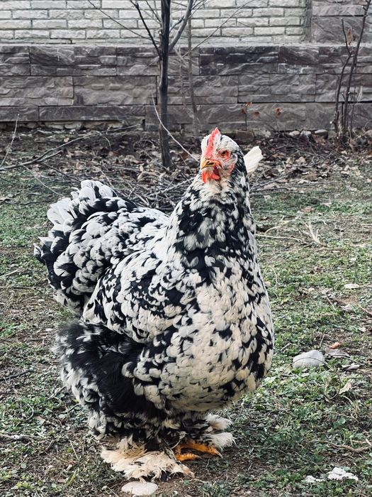 В продаже курица