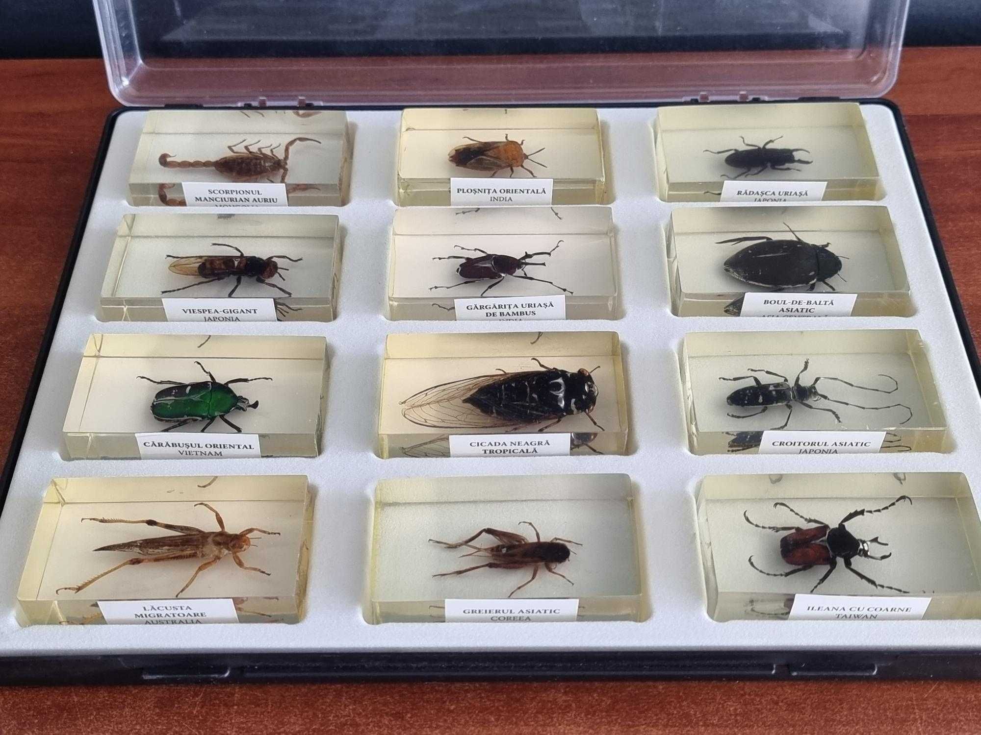 INSECTE REALE - Intreaga colectie de la Deagostini, 56 piese + albume!