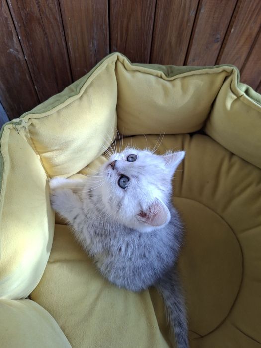 Серебристый шиншилл