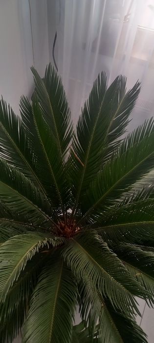 Palmier cicas revoluta japonez exotic