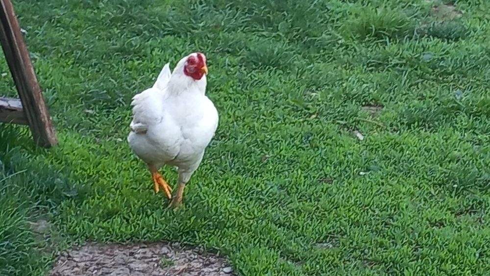 Combarant indian pitic