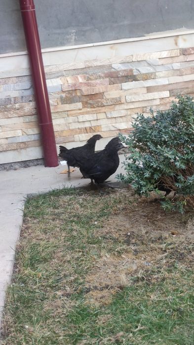 Qora tovuq jo'jalari 5 dona 4,5 oylik donasi 200 000 hammasini sotaman